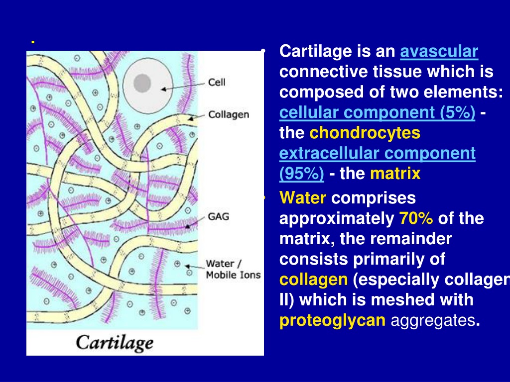 PPT - DEGENERATIVE OSTEOARTHRITIS PowerPoint Presentation, free ...