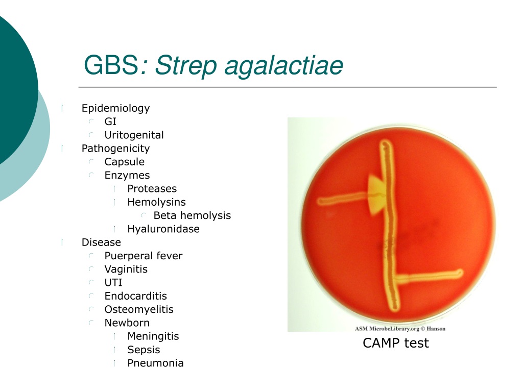 Тест стрептококк группы а. Streptococcus agalactiae микробиология. Streptococcus agalactiae антибиотики. Стрептококк на латыни.