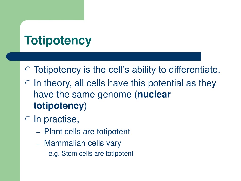 pluripotent and totipotent