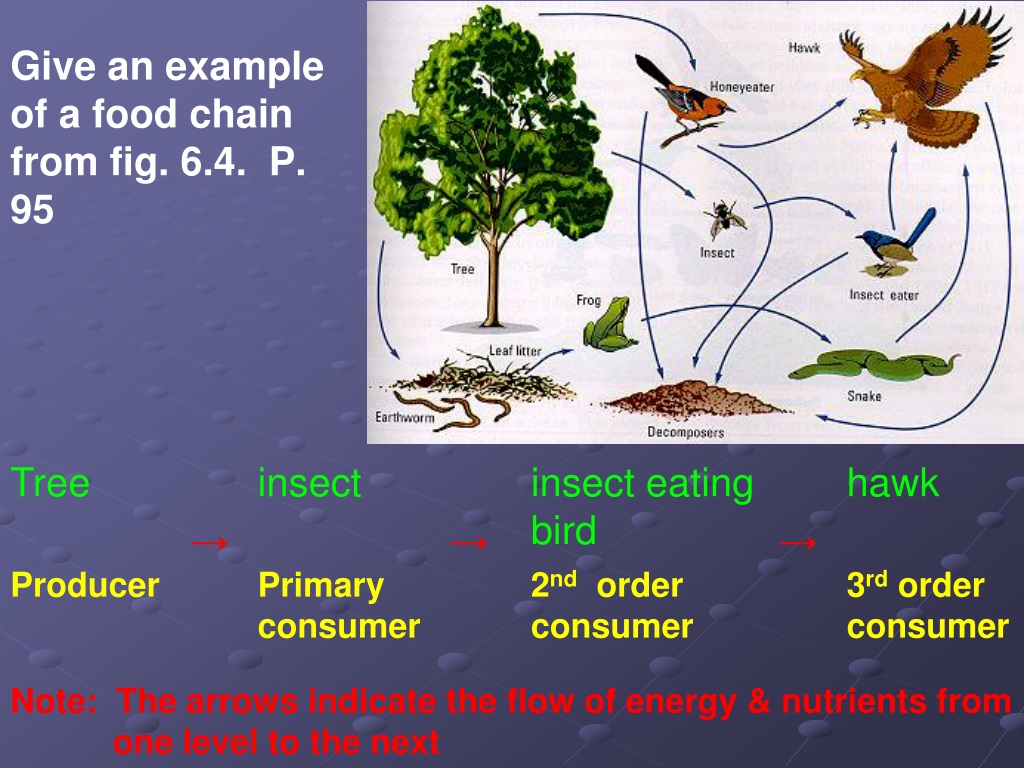 The food chain spotlight 7 презентация