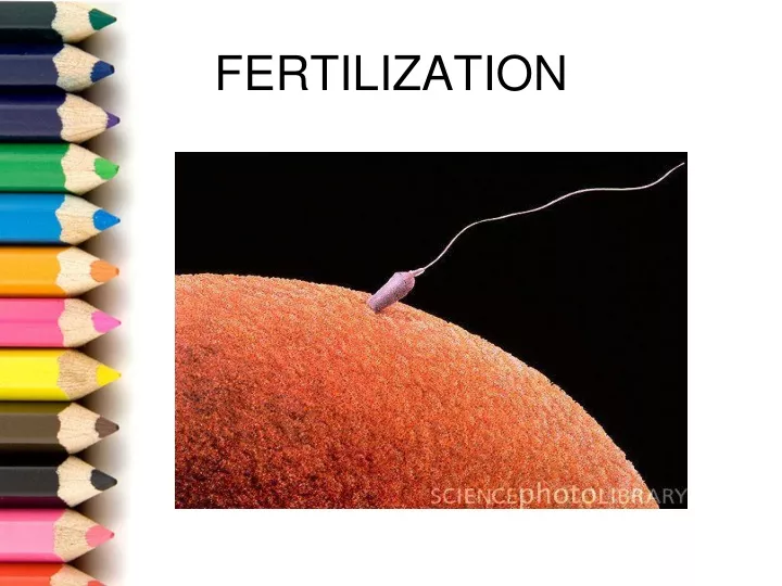 fertilization n.