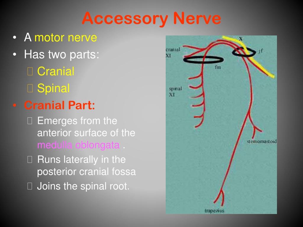 PPT - Lower Four Cranial Nerves PowerPoint Presentation, free download ...