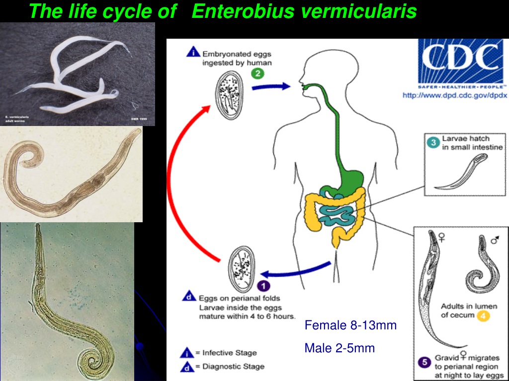 Острица смена хозяев. Острица Enterobius vermicularis жизненный цикл. Enterobius vermicularis жизненный цикл. В жизненном цикле Enterobius vermicularis. Цикл развития Enterobius vermicularis.