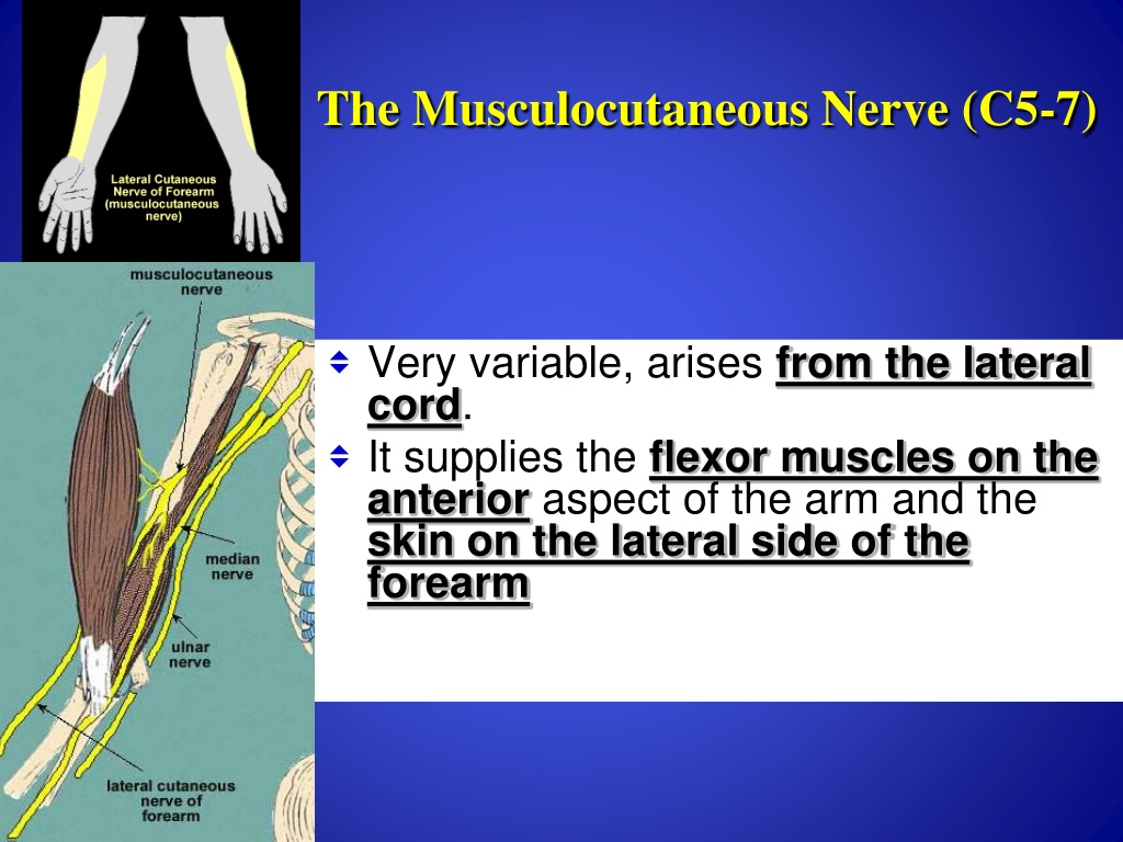 PPT - Brachial Plexus + Vascular Supply PowerPoint Presentation, free ...