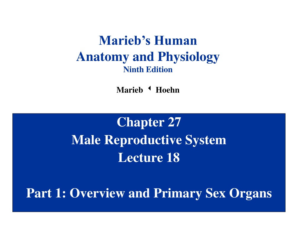 Ppt Chapter 27 Male Reproductive System Lecture 18 Part 1 Overview And Primary Sex Organs