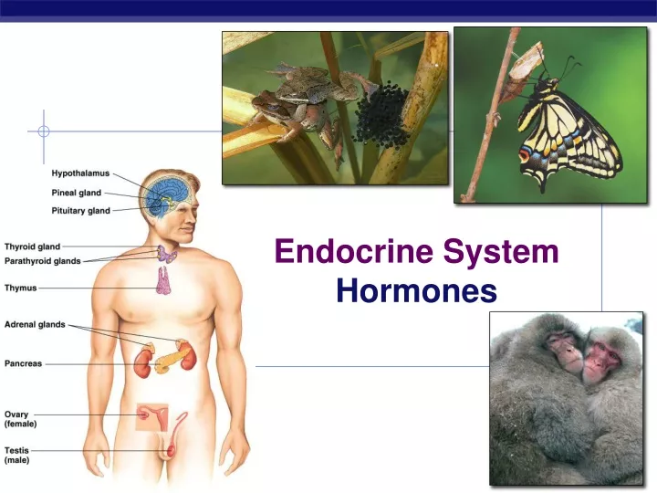 easy way to memorize endocrine hormones