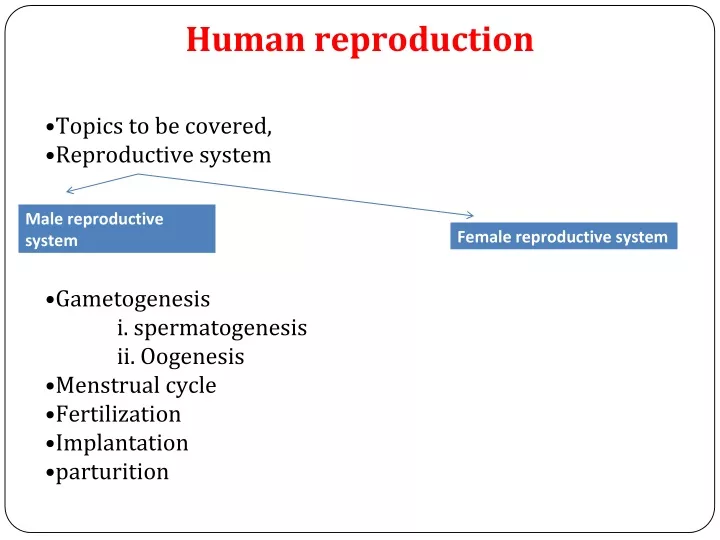 Ppt Human Reproduction Powerpoint Presentation Free Download Id9545083 