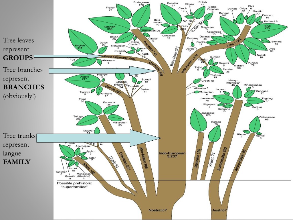 Tree на русском языке. Индоевропейские языки Древо. Языковое дерево. Генеалогическое Древо языков. Индоевропейская группа дерево.