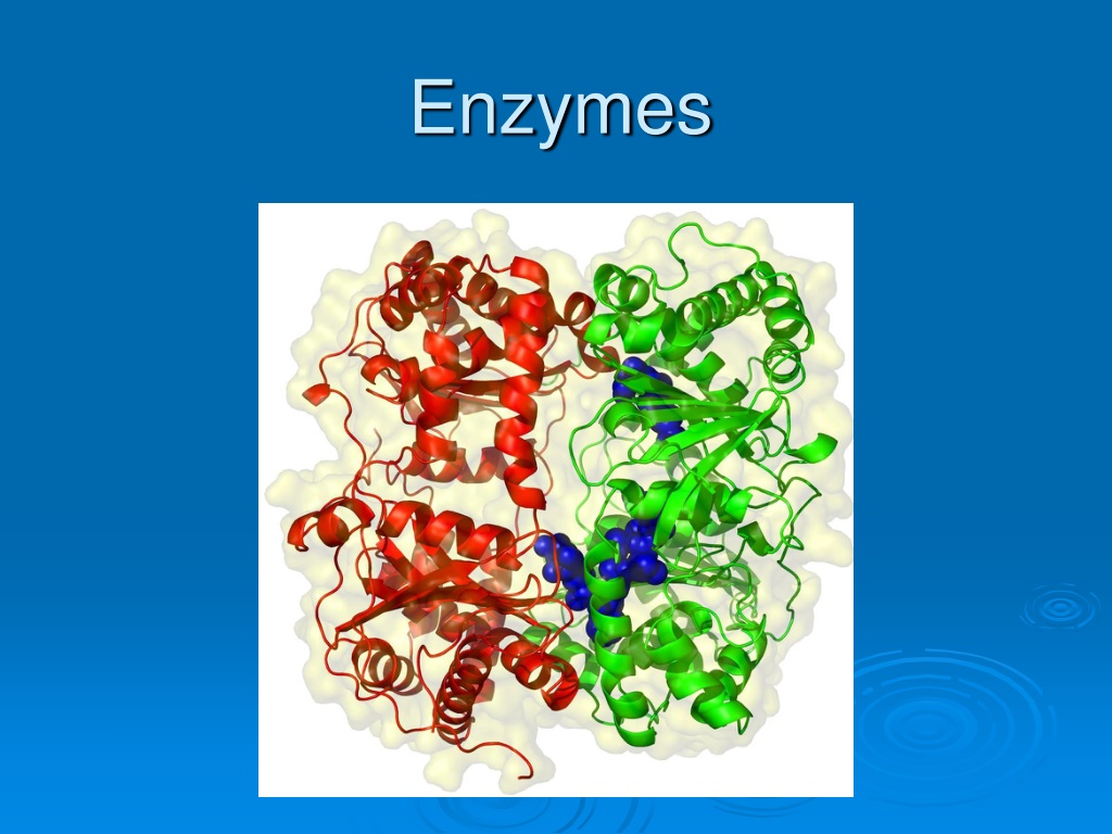 Ppt Enzymes Powerpoint Presentation Free Download Id 9547273