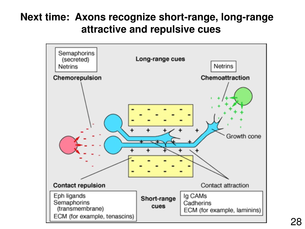 PPT - Axon Guidance How Does An Axon Find The Right Target? PowerPoint ...