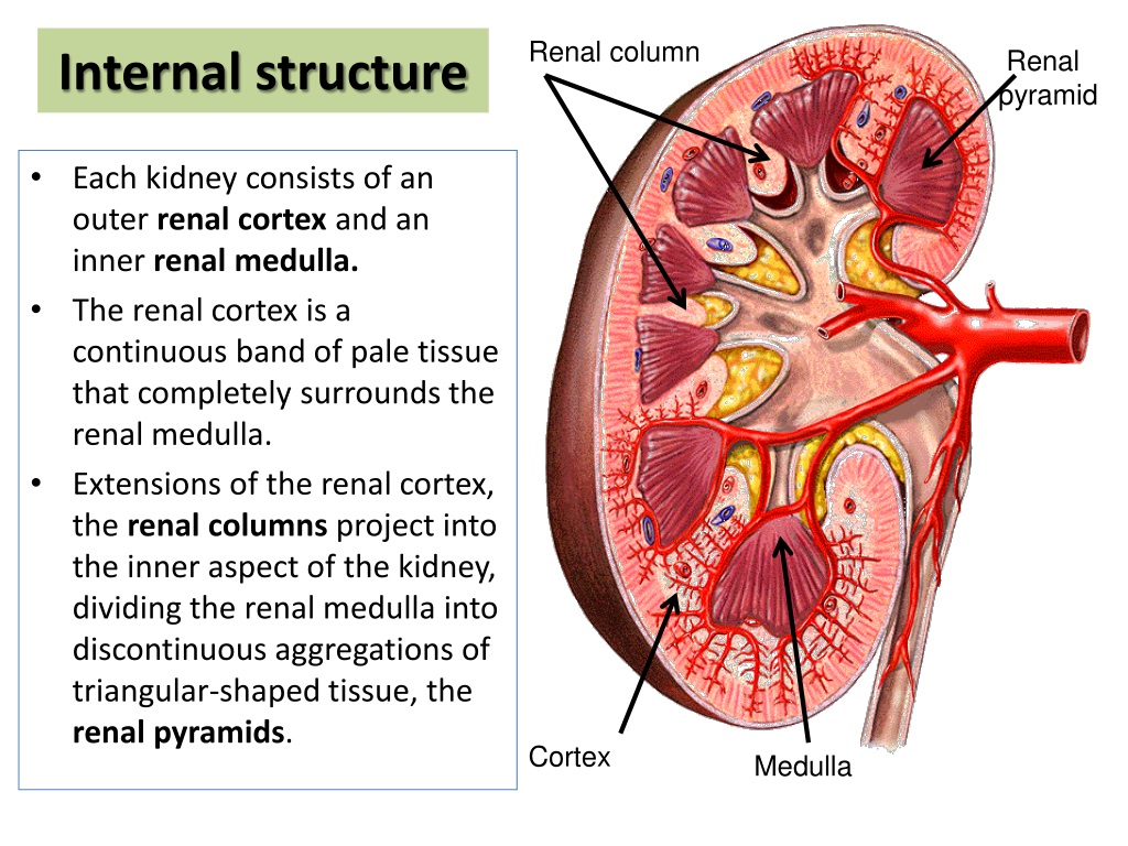 Internal open. Fornix renalis. The Internal structure of the Kidney. Renal почки. Kidney structure.