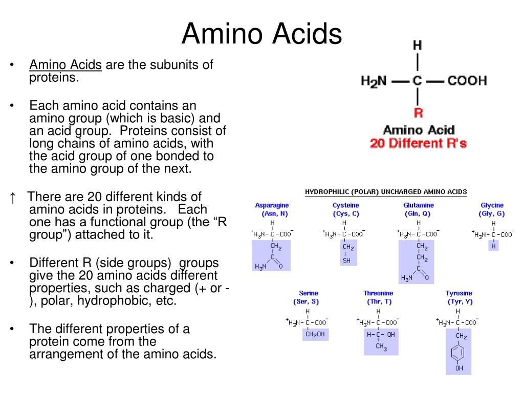 PPT - Proteins, Carbohydrates, Lipids and Nucleic Acids PowerPoint ...