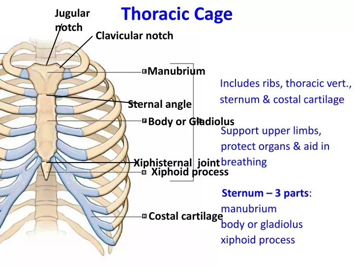 PPT - Thoracic Cage PowerPoint Presentation, free download - ID:9551337