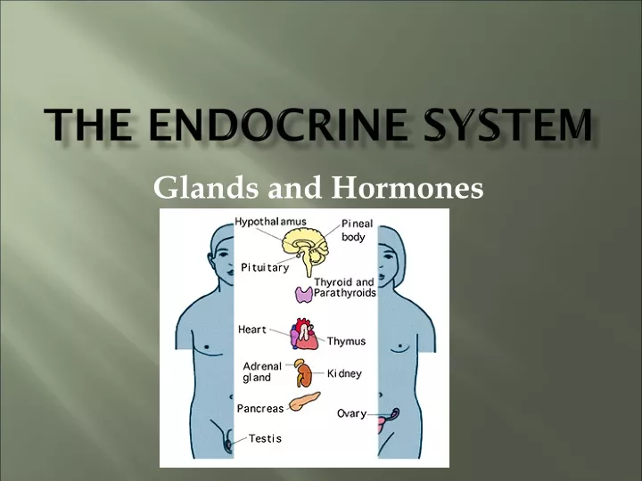 Ppt The Endocrine System Powerpoint Presentation Free Download Id