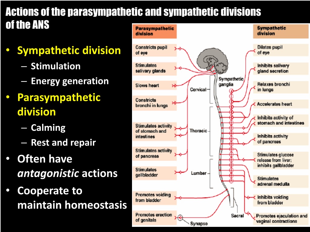 PPT - The Nervous System Coordination, Integration, Control PowerPoint ...