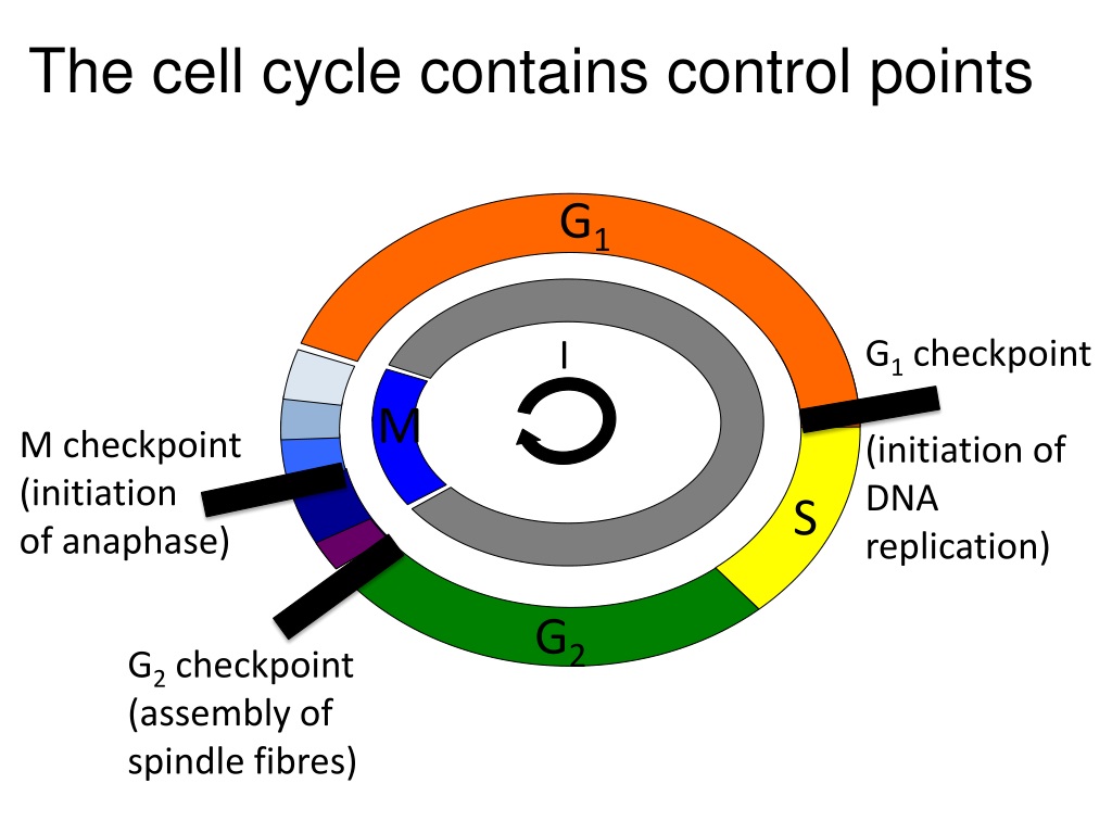 Ppt Ah Biology Unit 1 Control Of The Cell Cycle Powerpoint