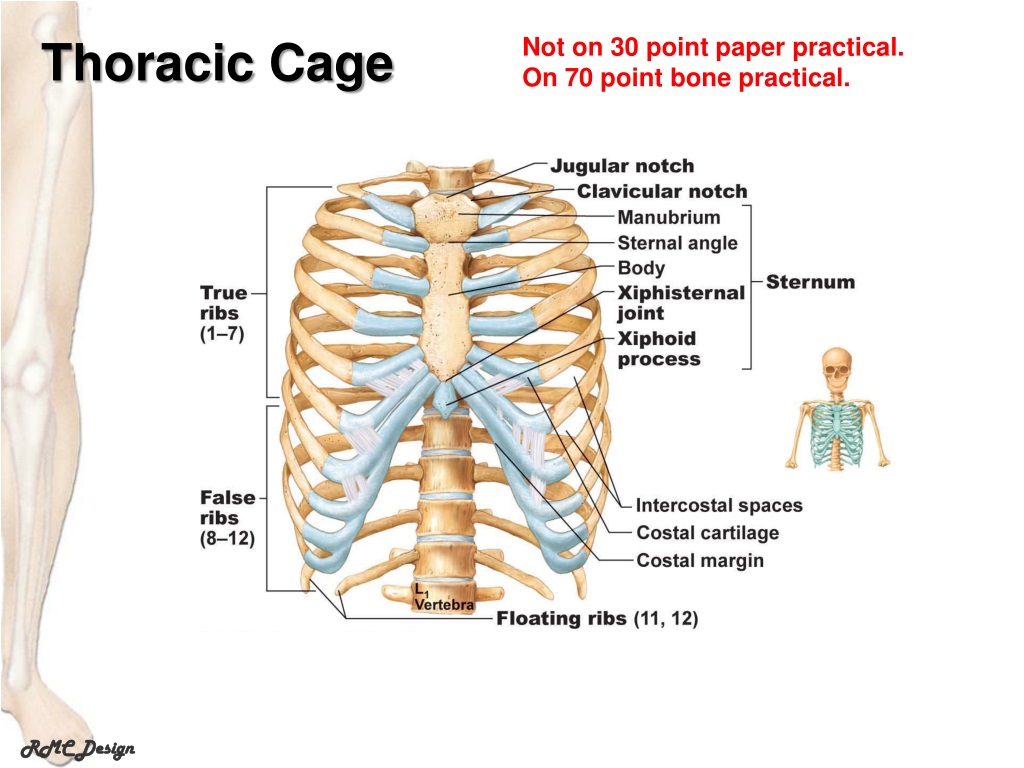 PPT - Long Bone PowerPoint Presentation, free download - ID:9554005