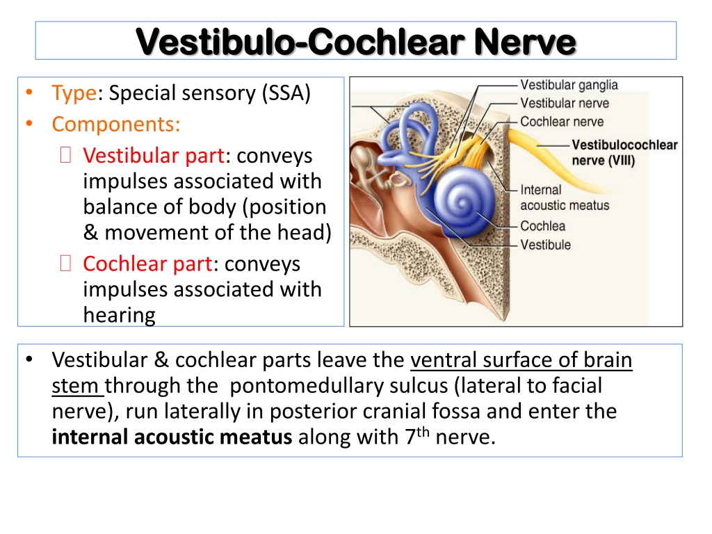 PPT - The Vestibulo-cochlear Nerve (Cranial Nerve 8) (Vestibular