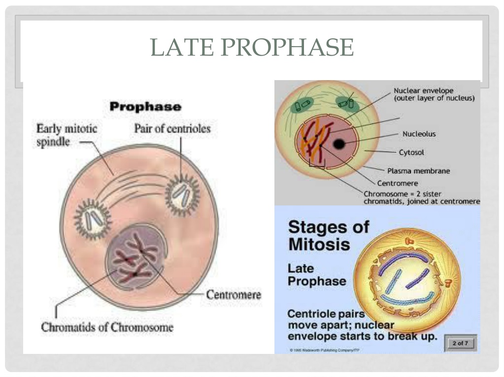 late prophase