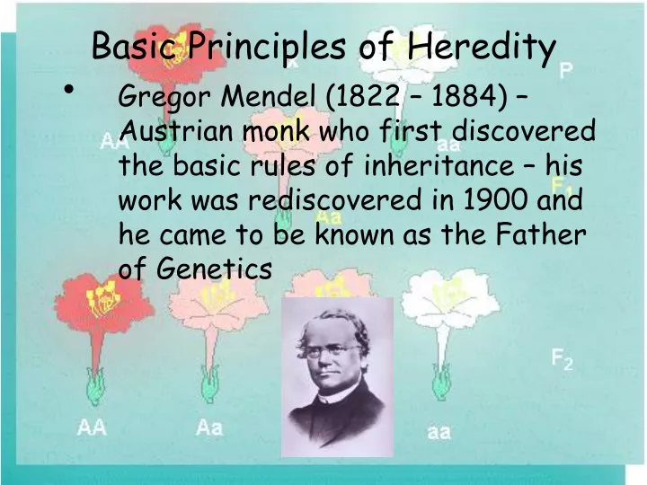 Ppt Basic Principles Of Heredity Powerpoint Presentation Free 