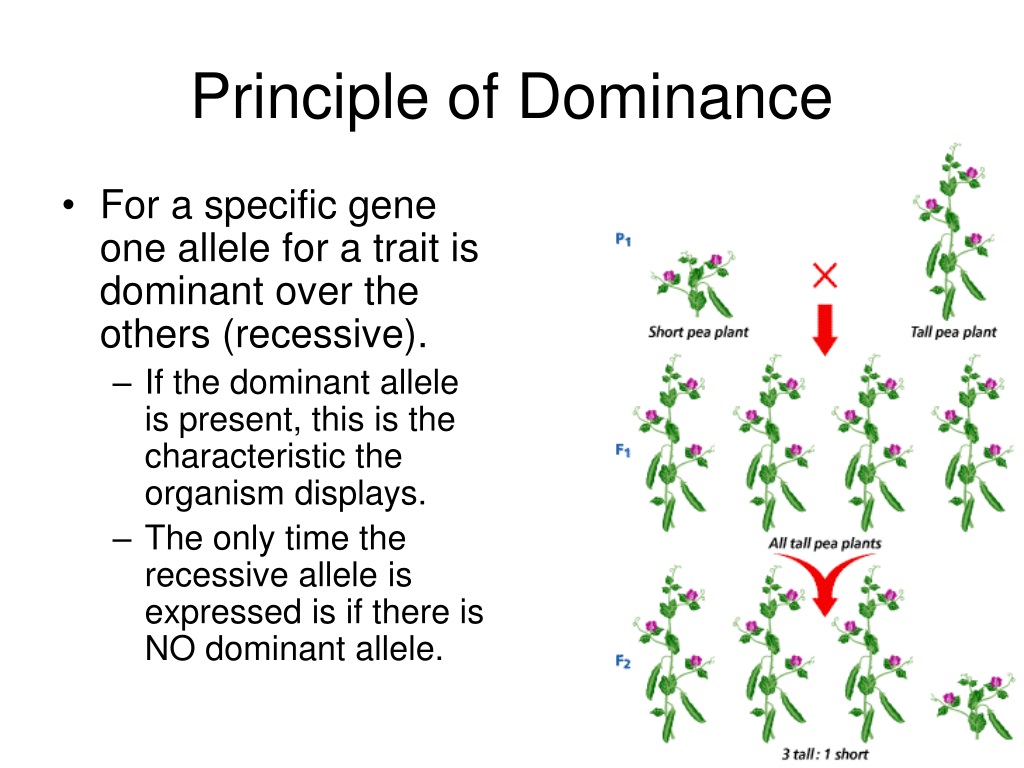 mendel principle of dominance quizlet