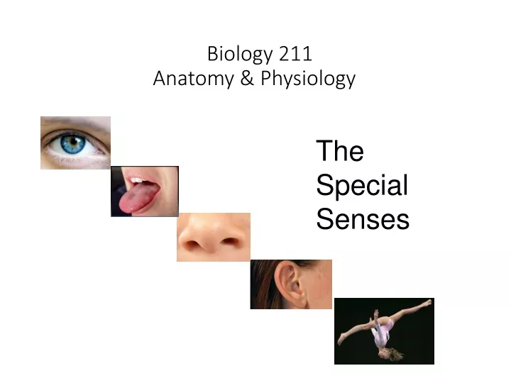 PPT - Biology 211 Anatomy & Physiology I PowerPoint Presentation, Free ...