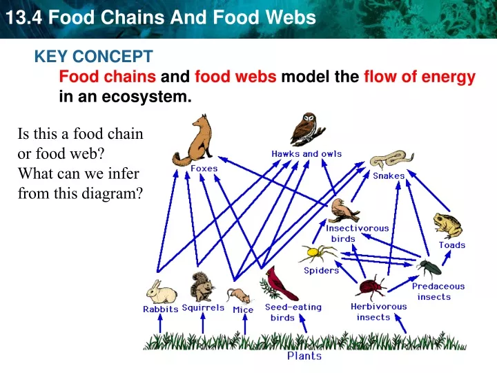 PPT - KEY CONCEPT Food chains and food webs model the flow of energy in ...