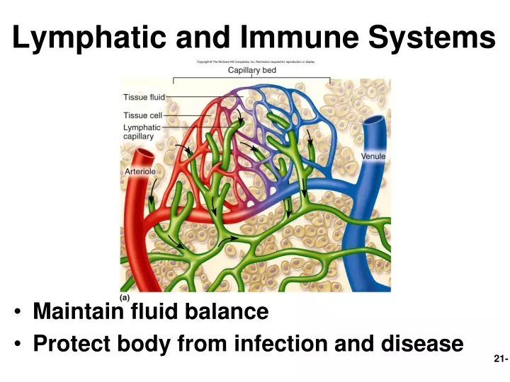 PPT - Lymphatic And Immune Systems PowerPoint Presentation, Free ...