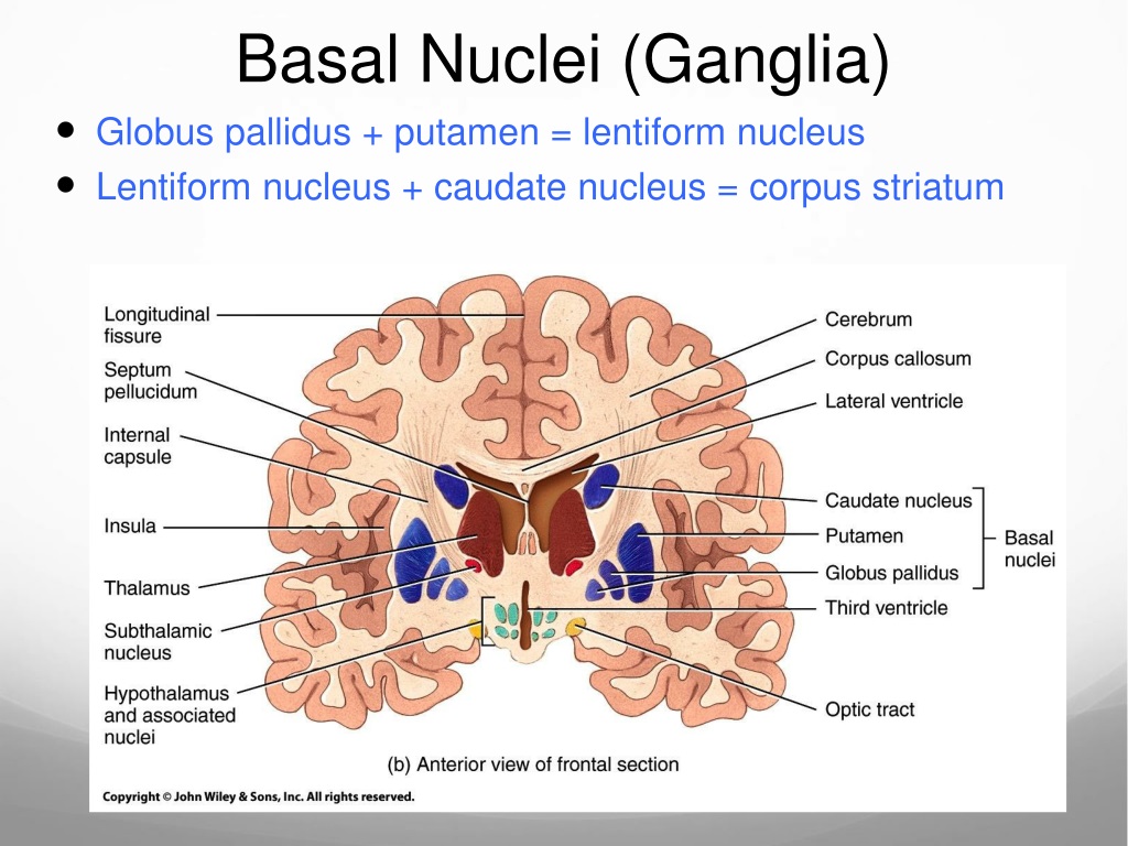 Что такое путамен 8 букв. Basal ganglia Nuclei. Lentiform Nucleus. Lentiform Nucleus; caudate Nucleus. Nucleus lentiformis анатомия.
