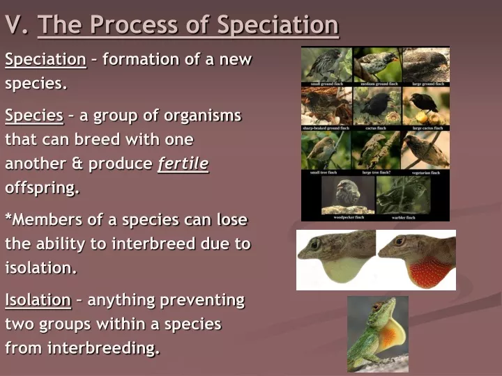 PPT - V. The Process Of Speciation PowerPoint Presentation, Free ...