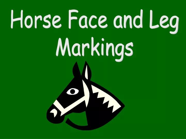 horse face and leg markings n.