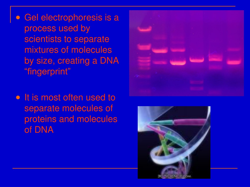 PPT GEL ELECTROPHORESIS PowerPoint Presentation Free Download ID