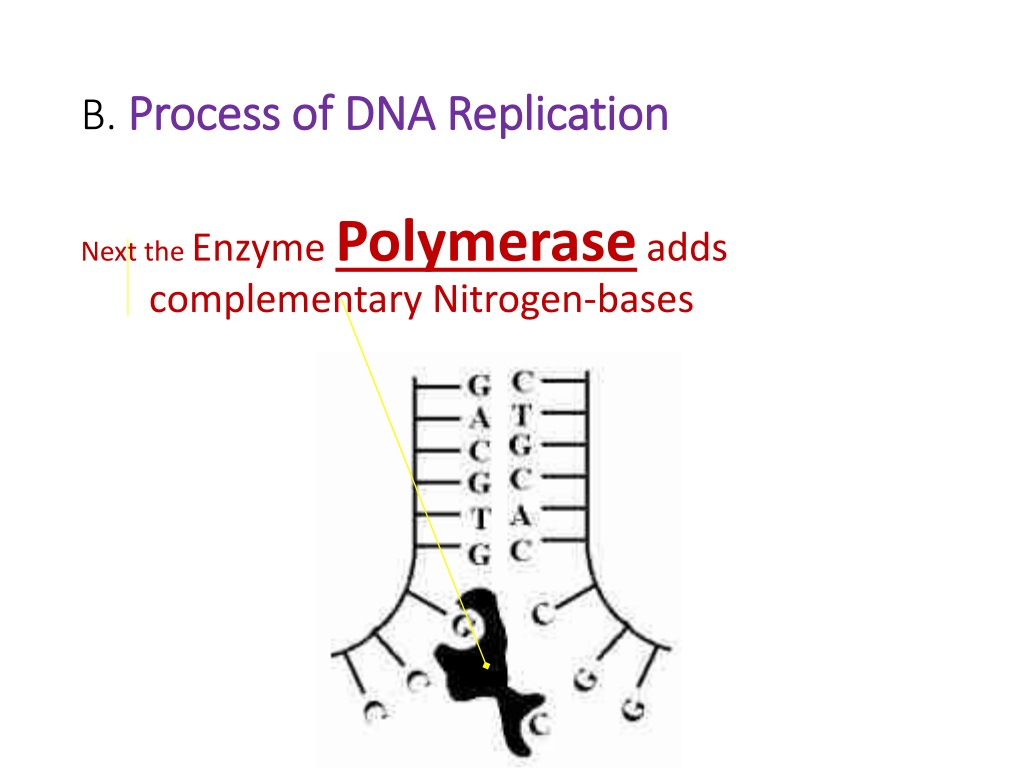 Ppt Dna Replication Powerpoint Presentation Free Download Id9574851