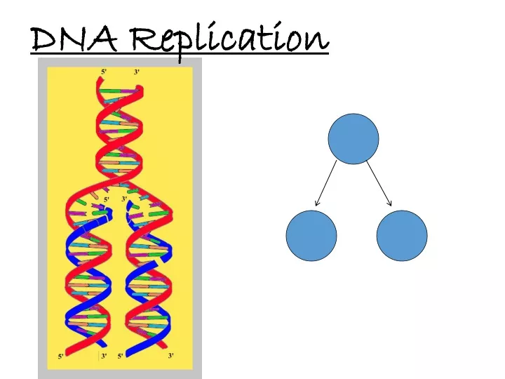 Ppt Dna Replication Powerpoint Presentation Free Download Id9574851 4781