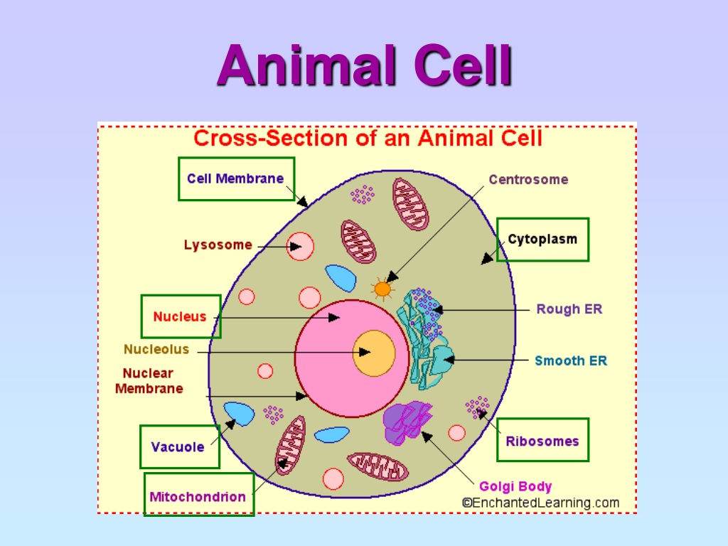 Each cell. Animal Cell. Animal Cell structure. Cell structure scheme. Animal Cell structure беременные.