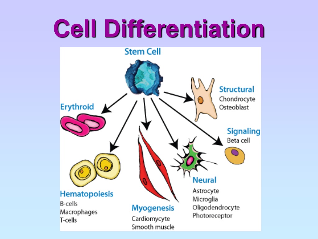 What Is Cell Differentiation In Biology