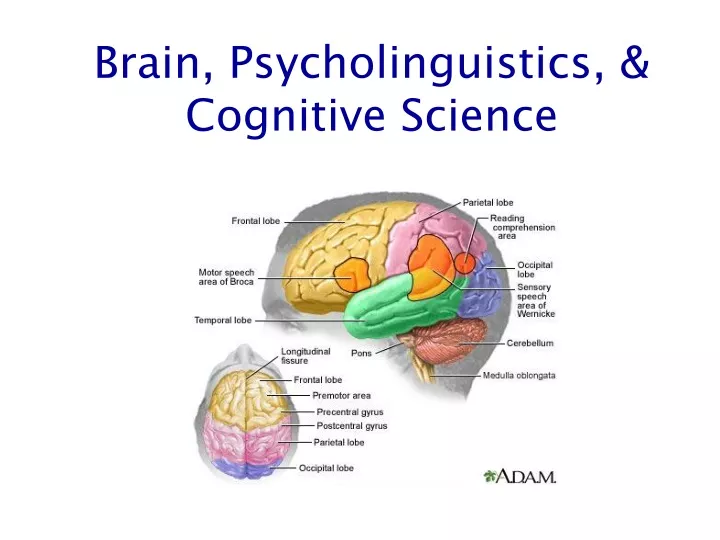 PPT - Brain, Psycholinguistics, & Cognitive Science PowerPoint ...