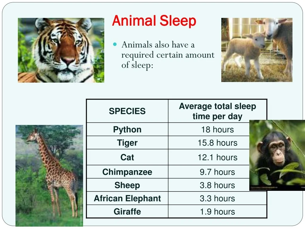 PPT Circadian Rhythms Physiology Patterns And Influences PPT Circadian Rhythms Physiology Patterns And Influences