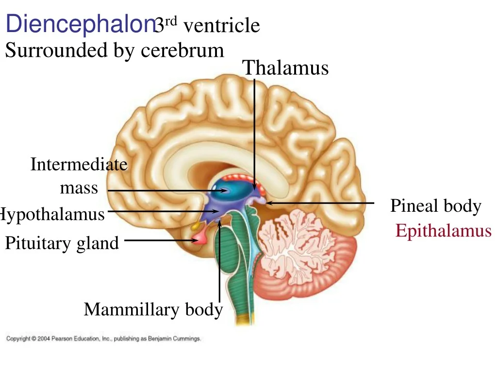 PPT Diencephalon Key Structures And Functions PowerPoint 