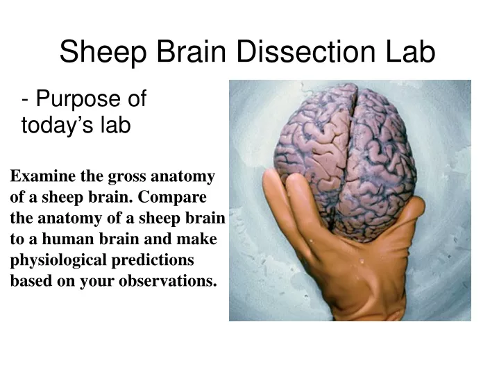 PPT - Sheep Brain Dissection Lab PowerPoint Presentation, free download ...