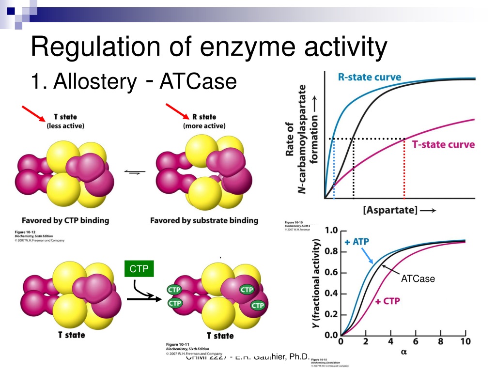 PPT - CHMI 2227E Biochemistry I PowerPoint Presentation, Free Download ...