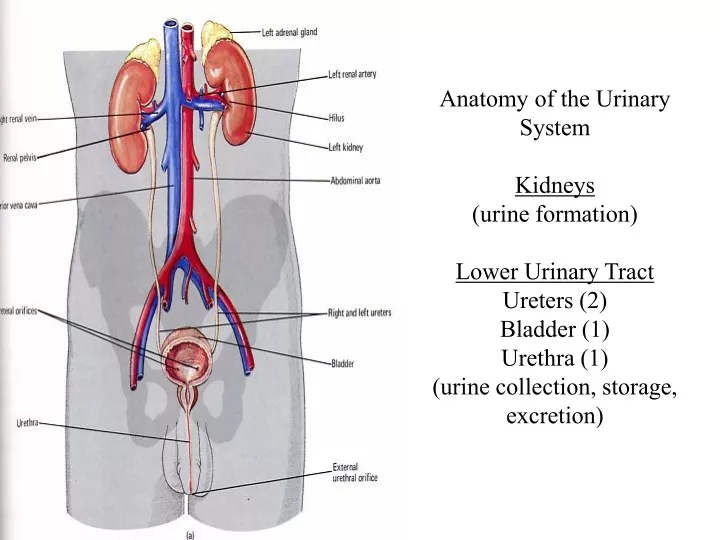 PPT - Anatomy Of The Urinary System Kidneys (urine Formation) Lower ...