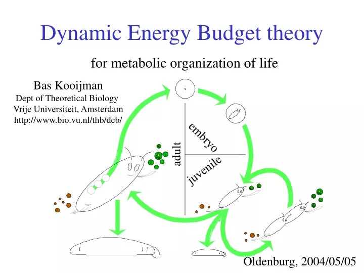 scheme-of-the-standard-dynamic-energy-budget-model-for-an-organism