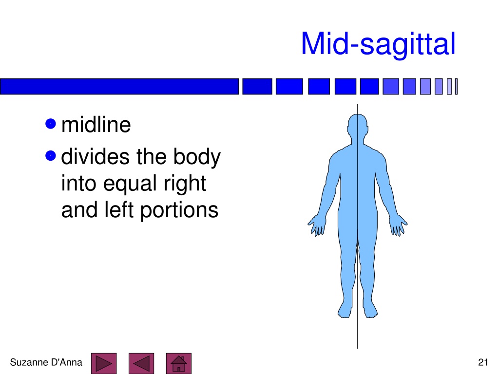 PPT - Anatomical Position PowerPoint Presentation, free download - ID ...