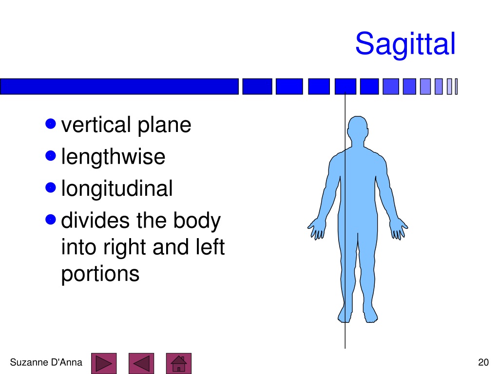 Ppt - Anatomical Position Powerpoint Presentation, Free Download - Id 