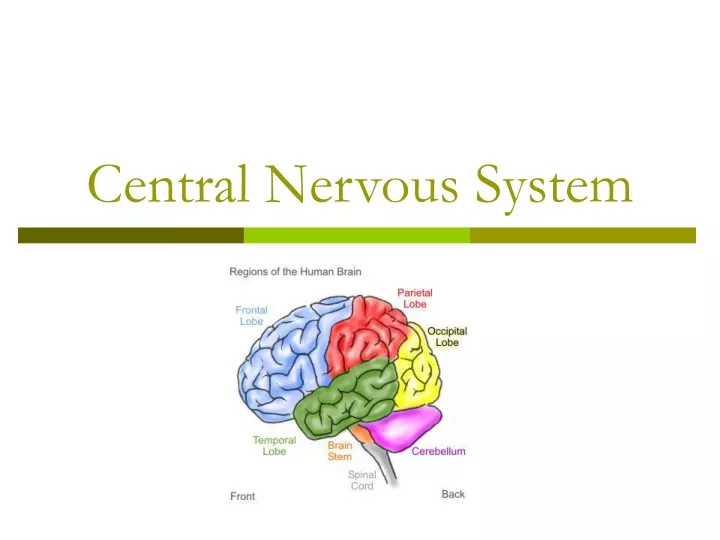 Ppt Central Nervous System Powerpoint Presentation Free Download