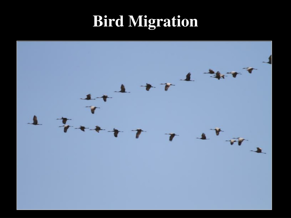 PPT - Bird Migration PowerPoint Presentation, free download - ID:9591594