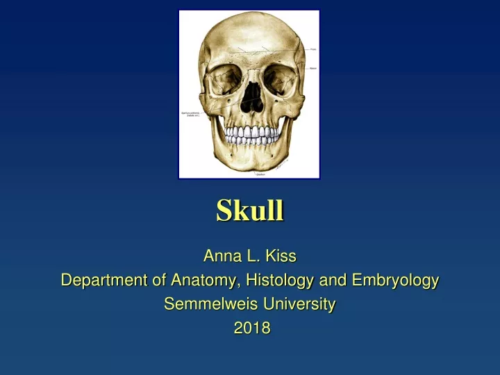 skull n.
