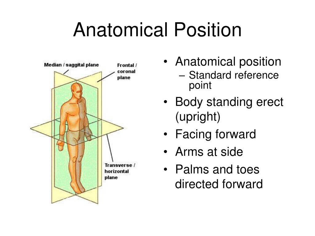 PPT - Directional and Anatomical Location Terminology PowerPoint