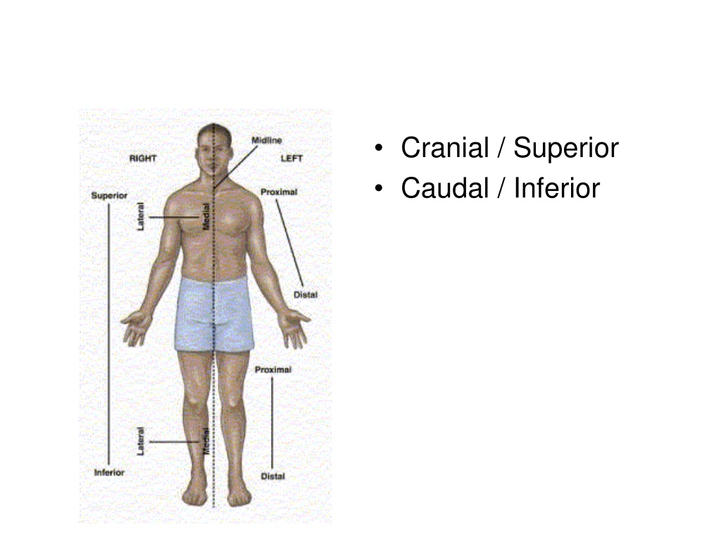 What Does Caudal Mean Anatomy